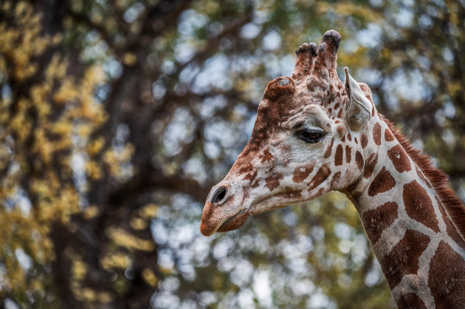 Alles wat je wil weten over de giraf - Blogspace.be